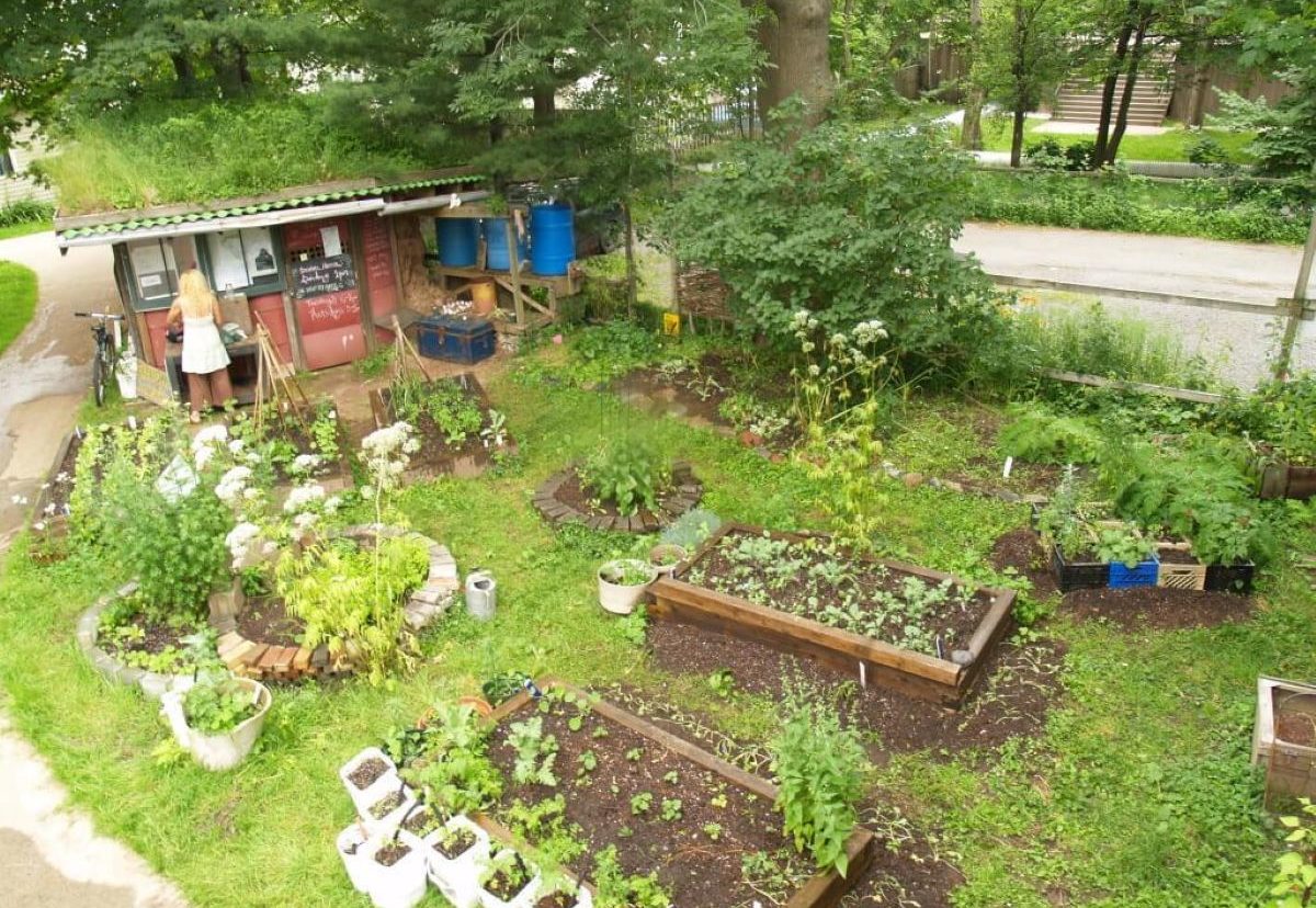 Dalhousie community garden