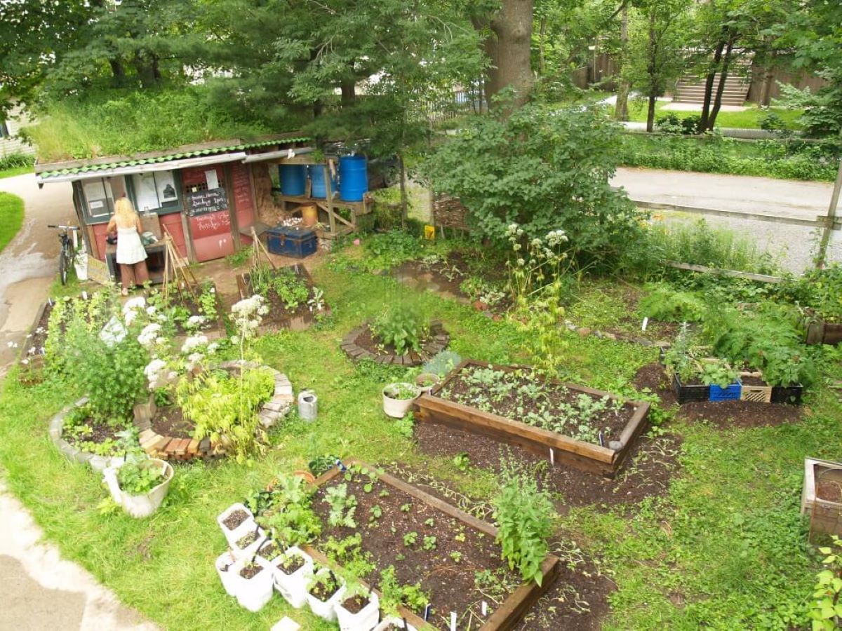 Dalhousie community garden
